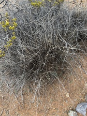 Muhlenbergia porteri