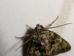 Polyphaenis sericata