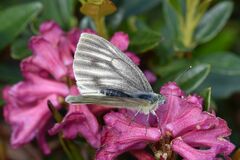 Pieris bryoniae