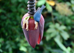 Euneornis campestris