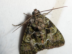 Polyphaenis sericata