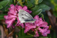 Pieris bryoniae