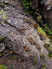 Alyxoria varia