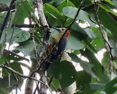 Melanerpes radiolatus