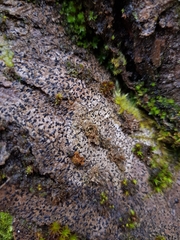 Alyxoria varia