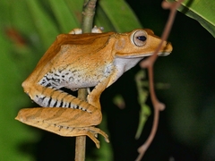 Polypedates otilophus