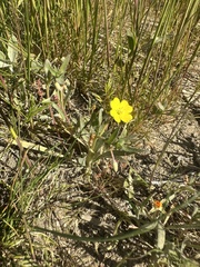 Camissoniopsis pallida