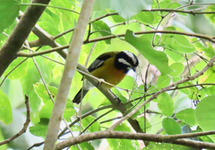 Spindalis nigricephala