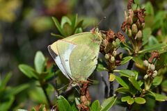 Colias palaeno