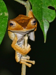 Polypedates otilophus