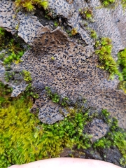 Alyxoria varia