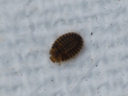 Platynaspis luteorubra