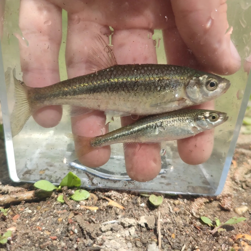 Hellenic Minnowroach