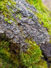 Alyxoria varia