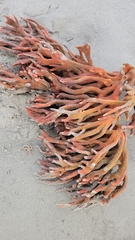 Clathria prolifera