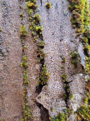 Alyxoria varia