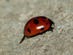 Coccinella magnifica