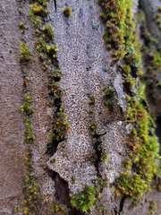 Alyxoria varia
