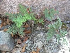 Cheilanthes hypoleuca
