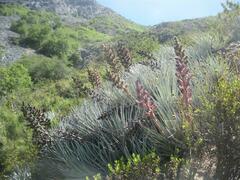 Puya coerulea