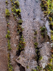Alyxoria varia