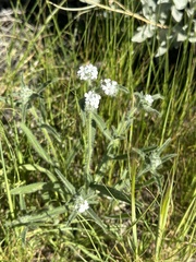 Cryptantha intermedia