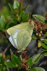 Colias palaeno