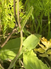 Urospermum picroides