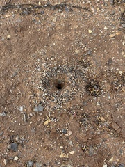 Myrmecocystus mexicanus