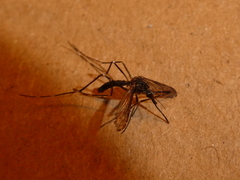Aedes japonicus