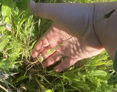 Urospermum picroides