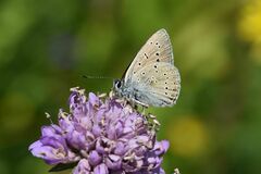 Lycaena hippothoe