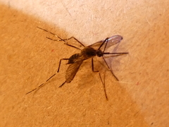 Aedes japonicus