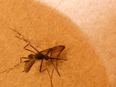Aedes japonicus