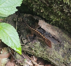 Anolis oculatus