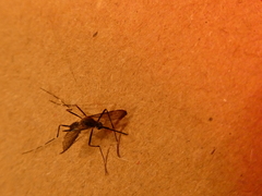 Aedes japonicus