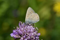 Lycaena hippothoe