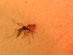 Aedes japonicus