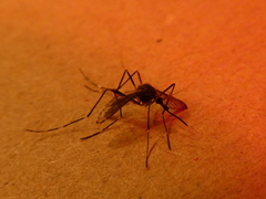 Aedes japonicus