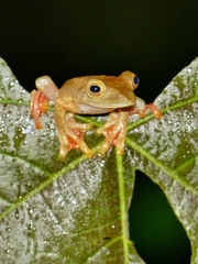 Rhacophorus pardalis