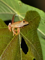 Rhacophorus pardalis