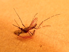 Aedes japonicus