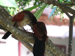 Centropus superciliosus