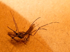 Aedes japonicus
