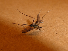 Aedes japonicus