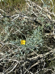 Eschscholzia minutiflora