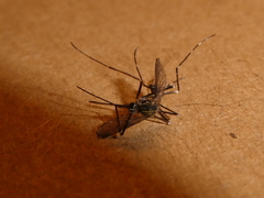 Aedes japonicus
