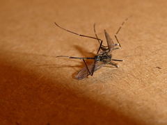 Aedes japonicus