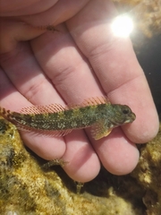 Coryphoblennius galerita
