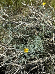 Eschscholzia minutiflora